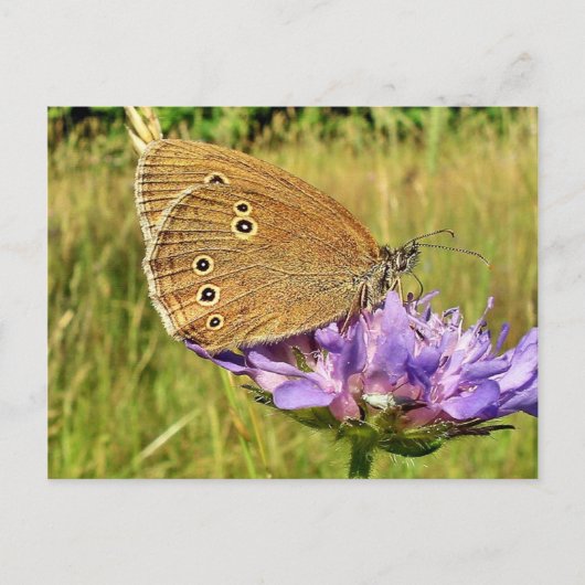 Vlinder Briefkaart (Voorkant)
