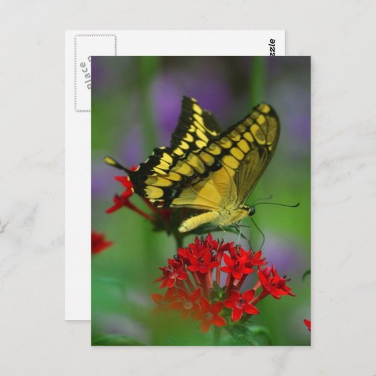 vlinder briefkaart (Voorkant / Achterkant)