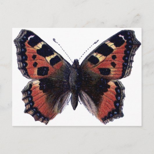 Vlinder Briefkaart (Voorkant)
