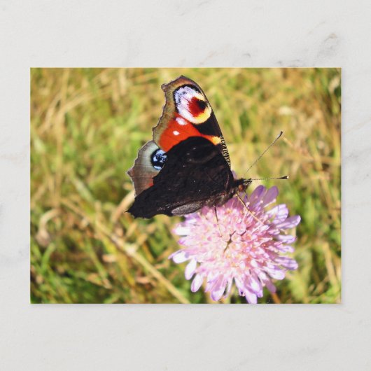 Vlinder Briefkaart (Voorkant)