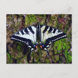 Vlinder Briefkaart