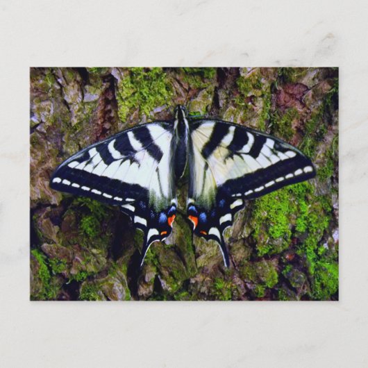 Vlinder Briefkaart (Voorkant)