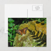 Vlinder Briefkaart (Voorkant / Achterkant)