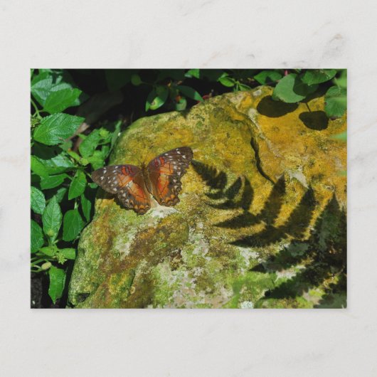 Vlinder Briefkaart (Voorkant)