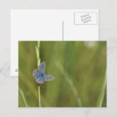 vlinder briefkaart (Voorkant / Achterkant)