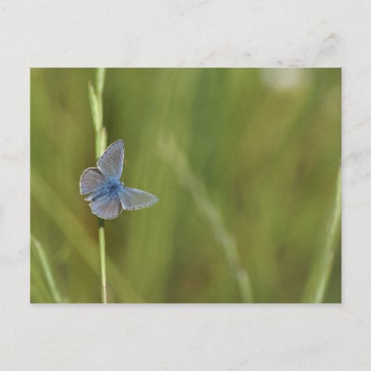 vlinder briefkaart (Voorkant)