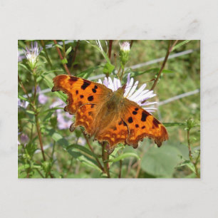 Vlinder Briefkaart - Comma