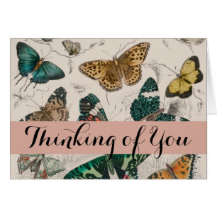 Vlinder Collectie Antiek Vlinders