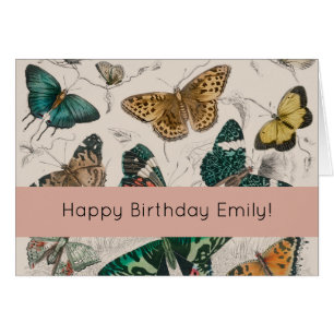 Vlinder Collectie Antiek Vlinders