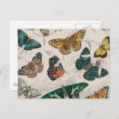 Vlinder Collectie Antiek Vlinders Briefkaart (Voorkant / Achterkant)