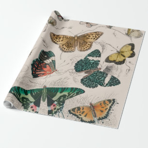 Vlinder Collectie Antiek Vlinders Cadeaupapier