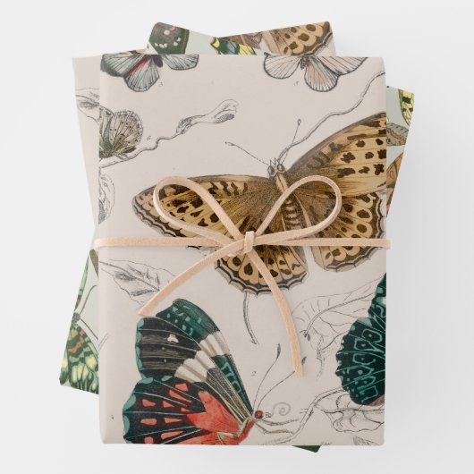 Vlinder Collectie Antiek Vlinders Inpakpapier Vel (In situ)
