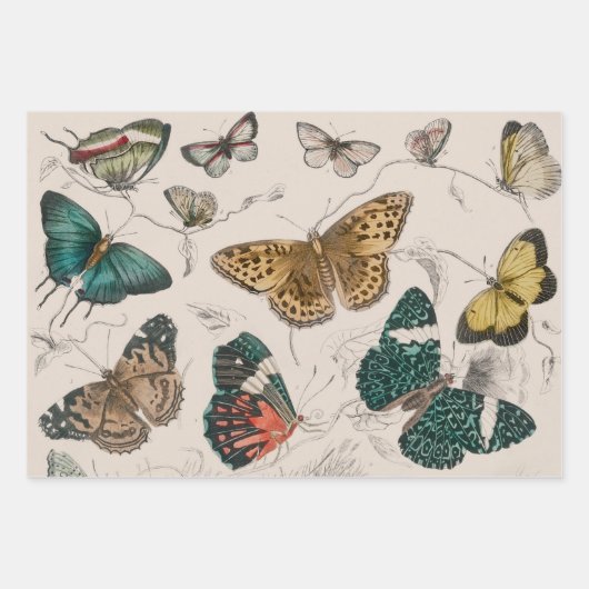 Vlinder Collectie Antiek Vlinders Inpakpapier Vel (Voorkant)