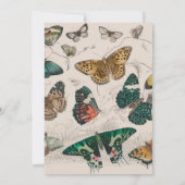 Vlinder Collectie Antiek Vlinders Kaart (Achterkant)