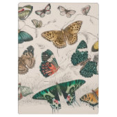 Vlinder Collectie Antiek Vlinders Klembord (Achterkant)