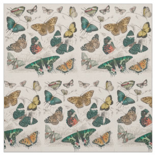 Vlinder Collectie Antiek Vlinders Stof