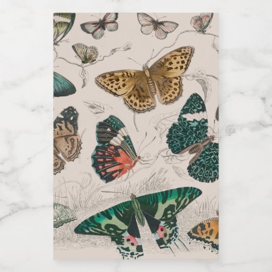 Vlinder Collectie Antiek Vlinders Voedselcontainer Etiket (Enkel label)