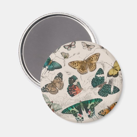 vlinder collectie antiek waterverf boter magneet (Voorkant / Achterkant)