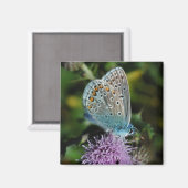 Vlinder Common Blue op distelmagneet Magneet (Voorkant / Achterkant)