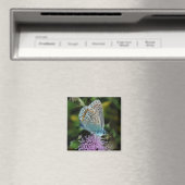 Vlinder Common Blue op distelmagneet Magneet (Insitu (Vaatwasser))