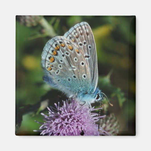 Vlinder Common Blue op distelmagneet Magneet (Voorkant)