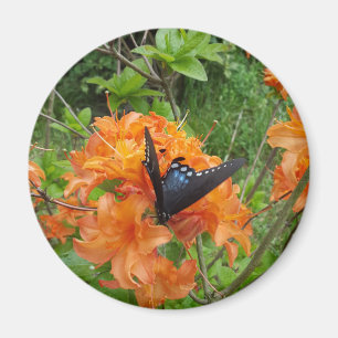 vlinder en azalea magneet