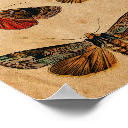 vlinder en driepijlerAntiek Poster (Hoek)