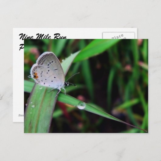 vlinder en druppel op 9 mijl briefkaart (Voorkant / Achterkant)