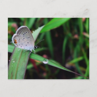 vlinder en druppel op 9 mijl briefkaart