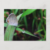 vlinder en druppel op 9 mijl briefkaart (Voorkant)