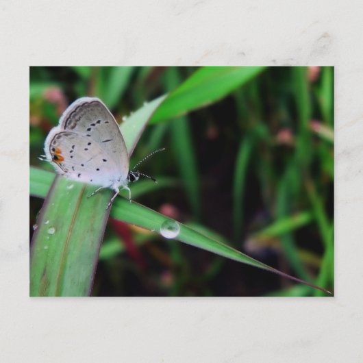 vlinder en druppel op 9 mijl briefkaart (Voorkant)