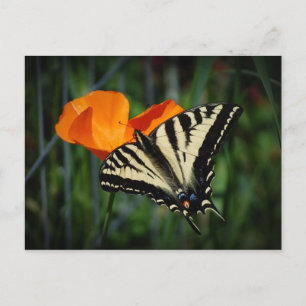 Vlinder en het Oranje Briefkaart van de Papaver