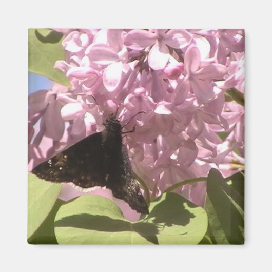 Vlinder en Lilacs Magnet (Voorkant)