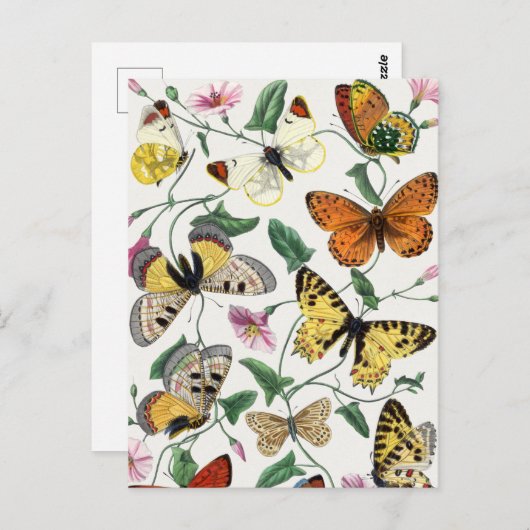  vlinder en moth briefkaart (Voorkant / Achterkant)