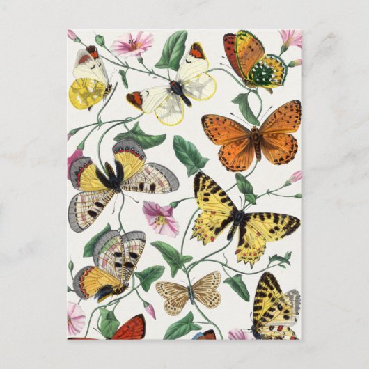 vlinder en moth briefkaart (Voorkant)