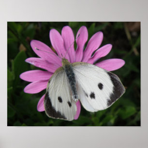 Vlinder en roze aanjager afdrukken poster