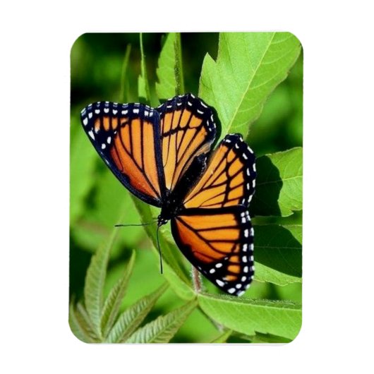 Vlinder flexibele magneet (Verticaal)