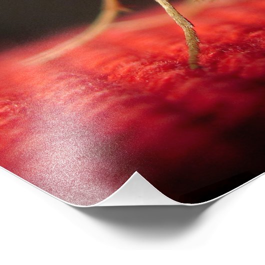 vlinder foto afdruk (Hoek)