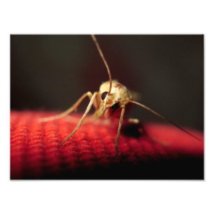 vlinder foto afdruk