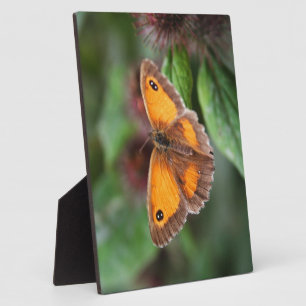 Vlinder Fotoplaat