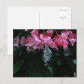 Vlinder hangend aan bloemen briefkaart (Voorkant / Achterkant)