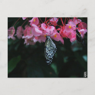 Vlinder hangend aan bloemen briefkaart