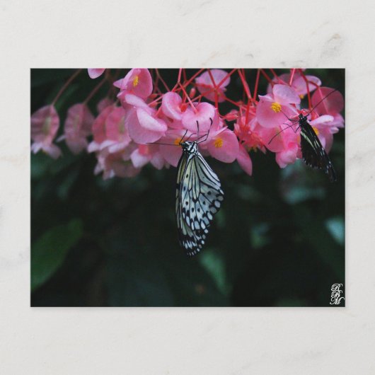 Vlinder hangend aan bloemen briefkaart (Voorkant)