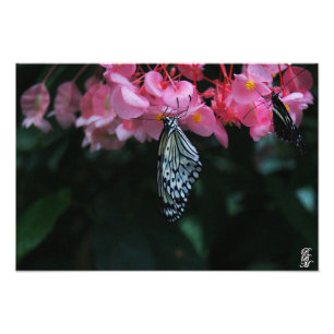Vlinder hangend aan bloemen foto afdruk