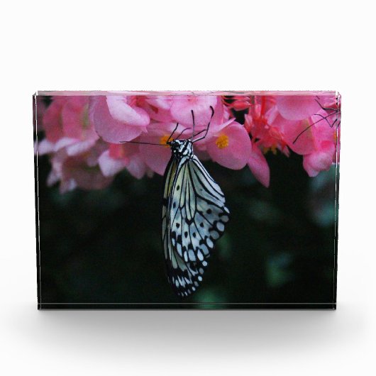 Vlinder hangend aan bloemen fotoblokken (Voorkant)