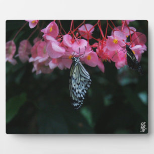 Vlinder hangend aan bloemen fotoplaat