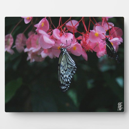 Vlinder hangend aan bloemen fotoplaat (Voorkant)