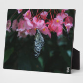 Vlinder hangend aan bloemen fotoplaat (Zijkant)
