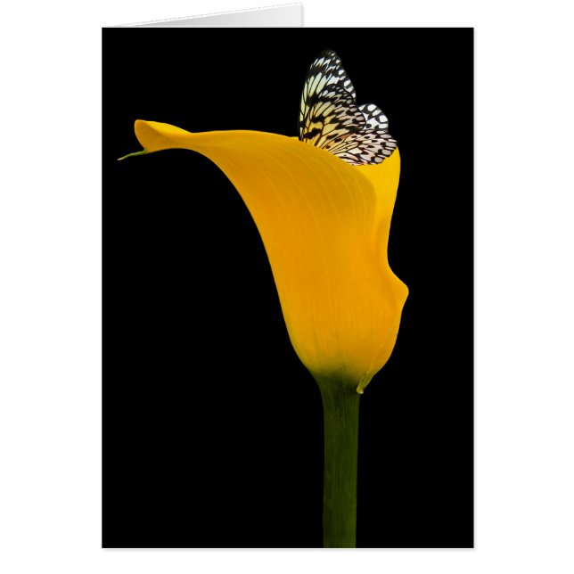 Vlinder in Calla Lily (Voorkant)