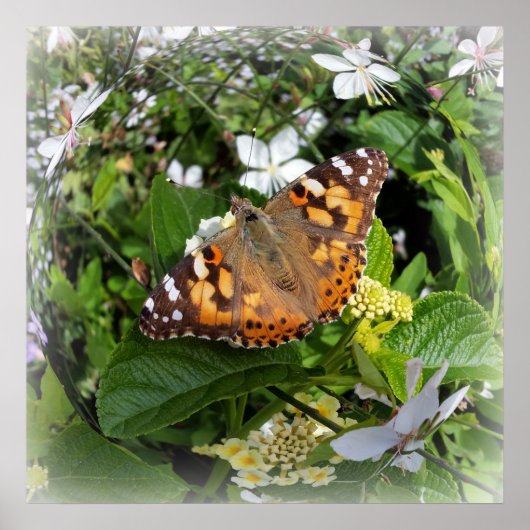 vlinder in cirkel poster (Voorkant)